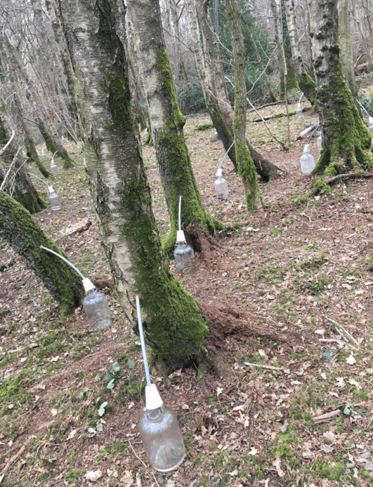 blackdown gin sap