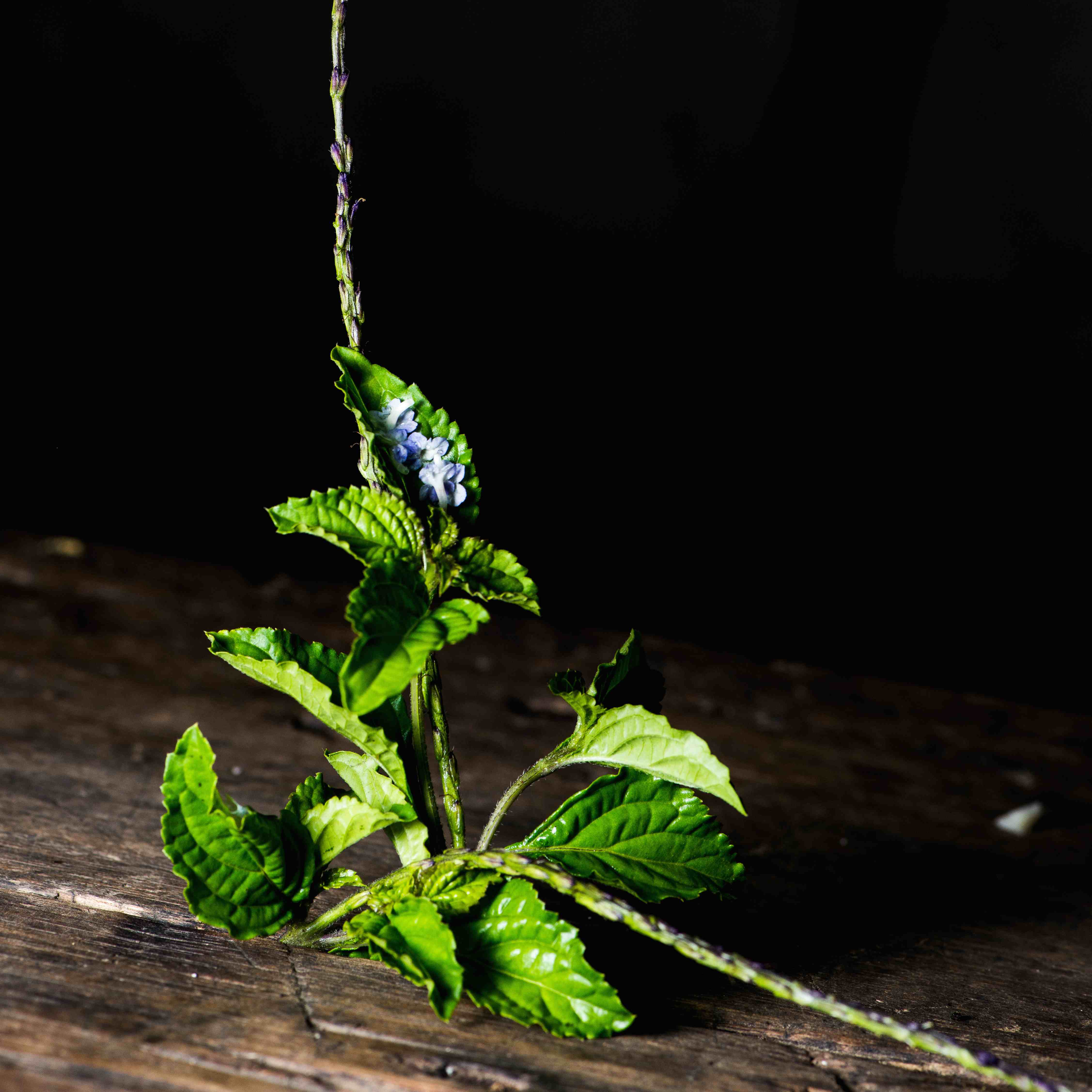 Hendrick's Karancuni