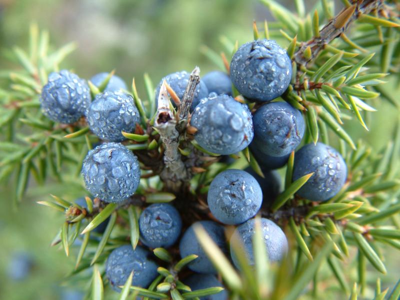 Juniper Berries