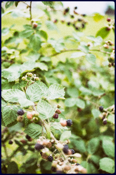 nginious gin