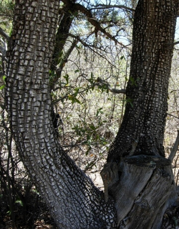 Juniper Berry Gin Botanical