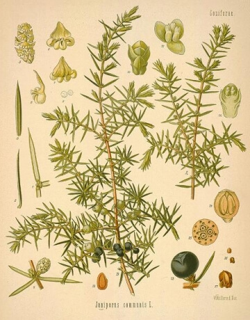 Juniper Gin Botanical Illustration