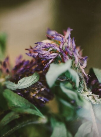 Local Gin Botanical