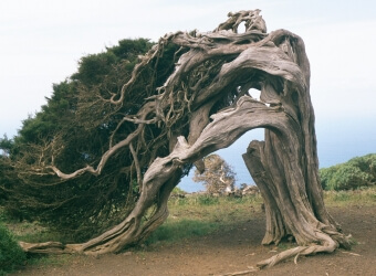 Juniper Tree Botanical Gin