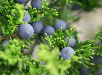 Juniper Berries Gin Botanical