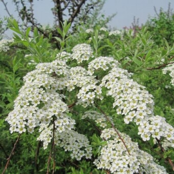 Meadowsweet-seed-Filipendula-ulmaria_340x340_acf_cropped