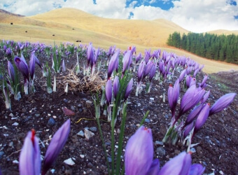 Saffron Gin Botanical