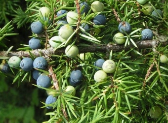Juniper Berry Botanical used in gin