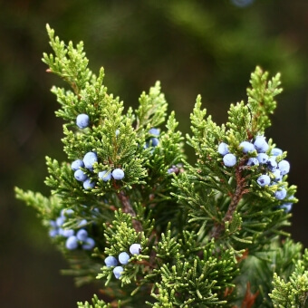 juniper-berries