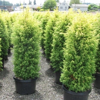 Juniper plants in a nursury