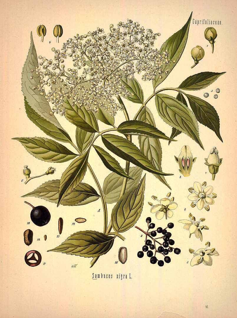 elderflower