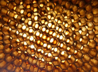 Honeycomb gin botanical Honey Gin Botanical