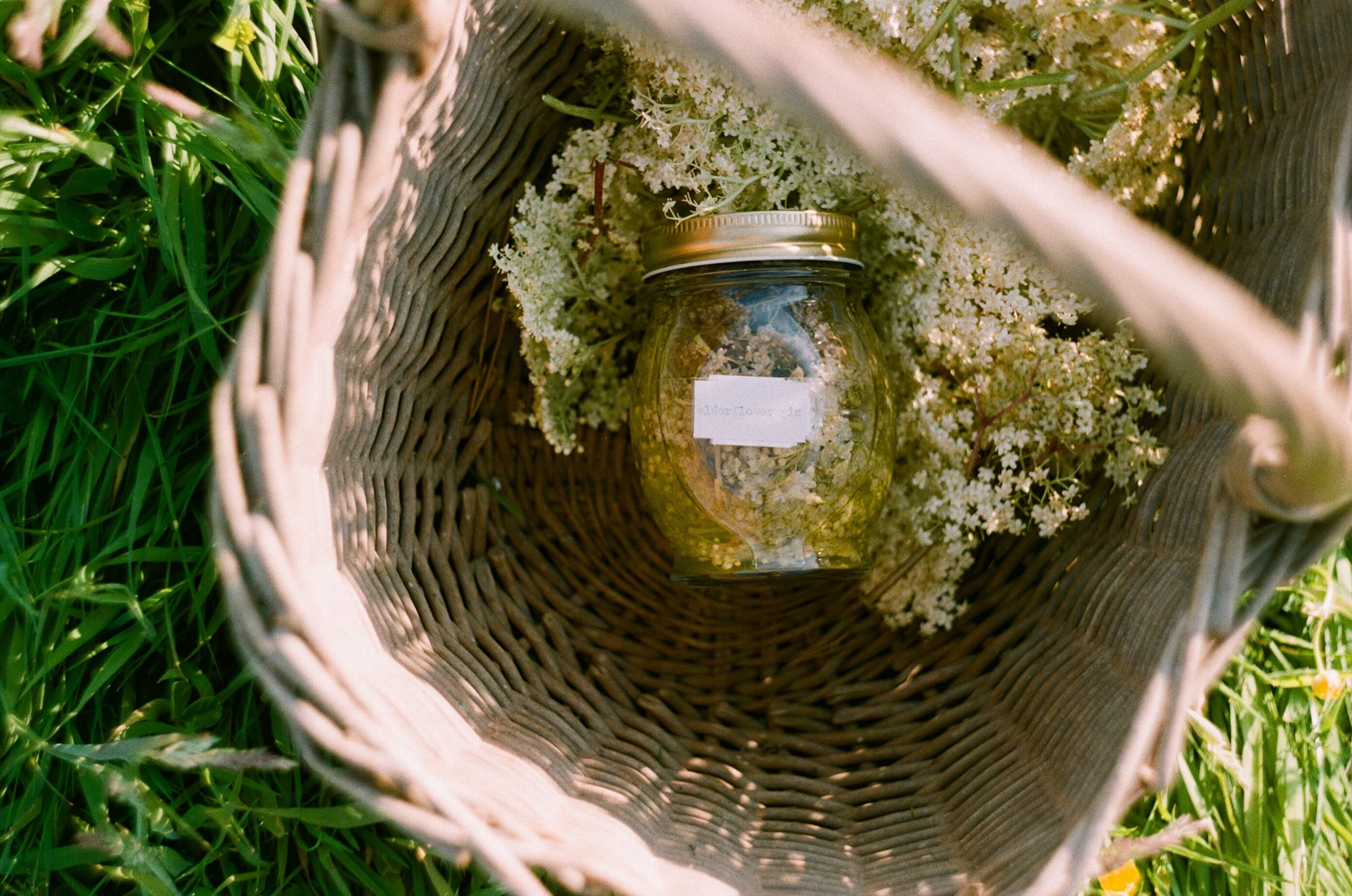 elderflower