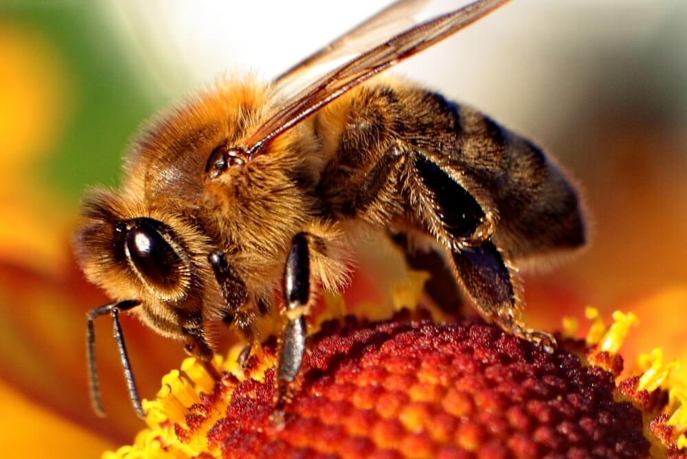 Bee-apis honey gin botanical