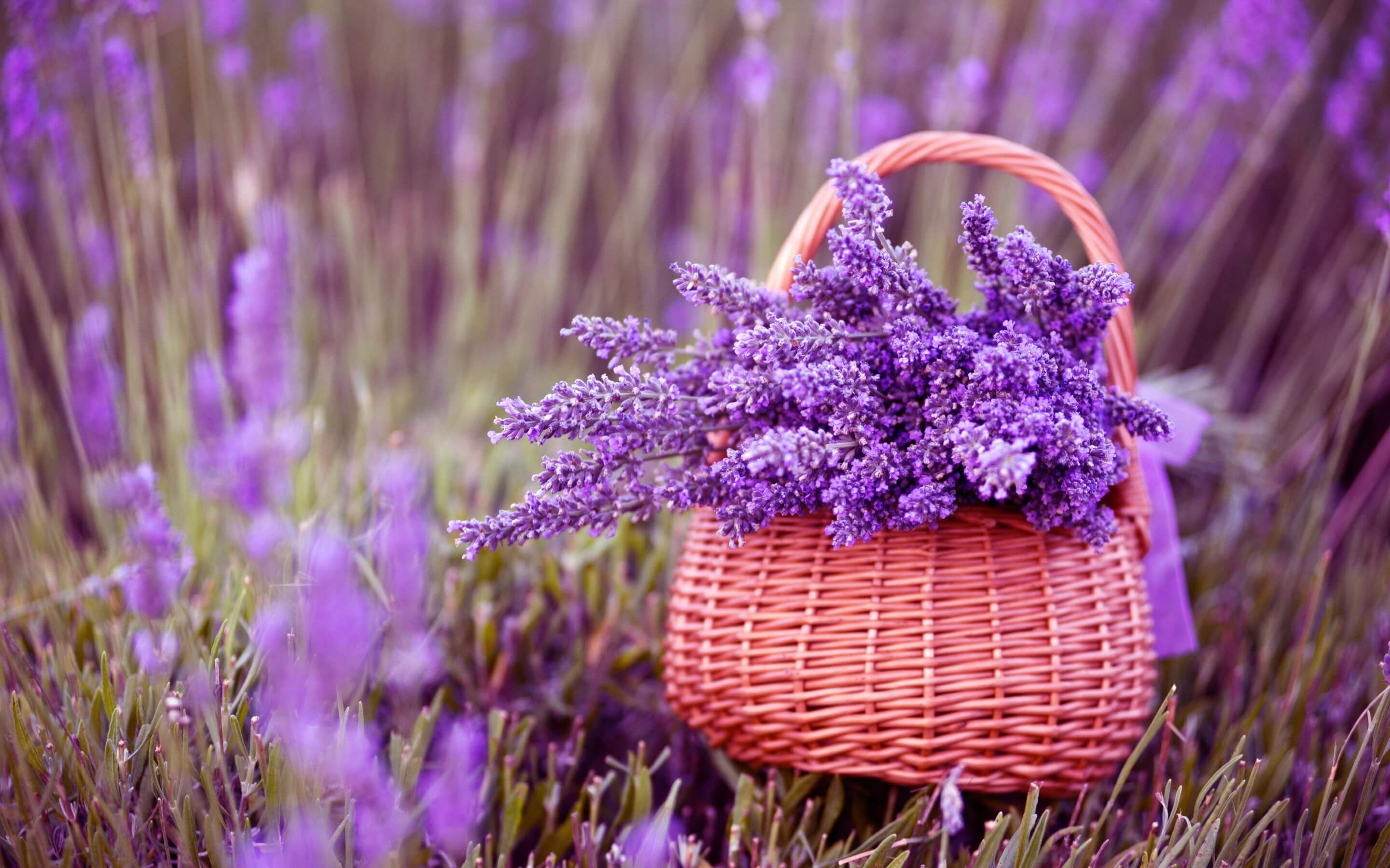 lavender