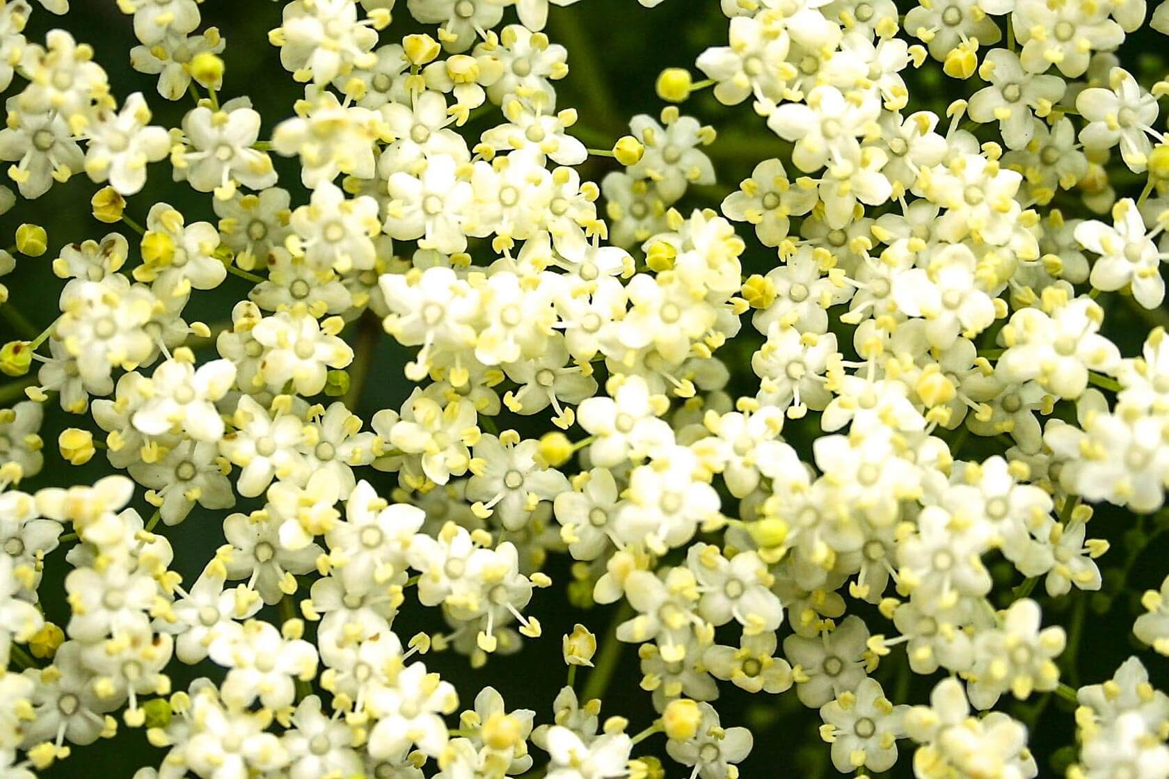 elderflower