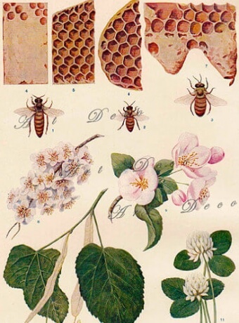 Honey Bee drawing Honey Gin Botanical