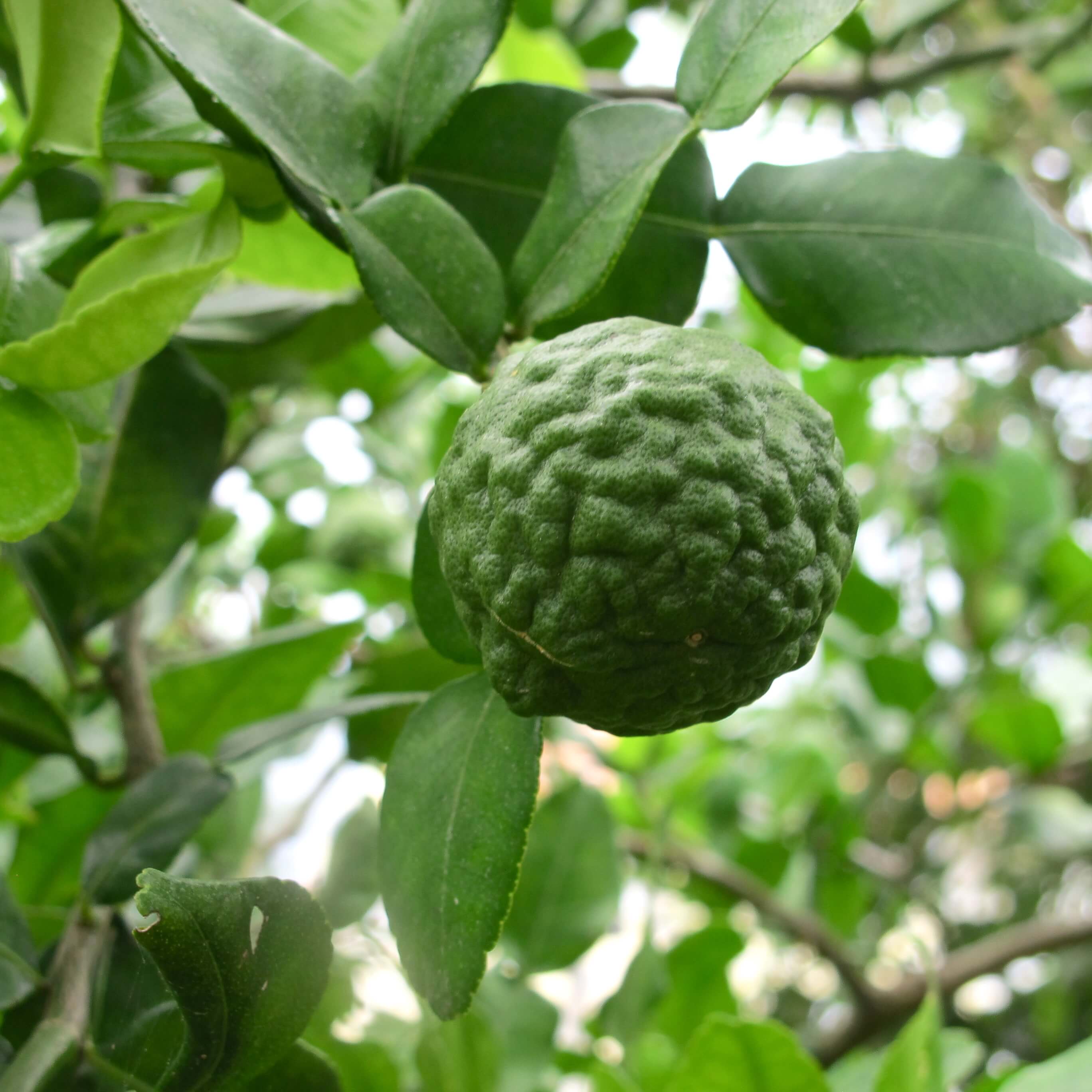 kaffir lime leaves