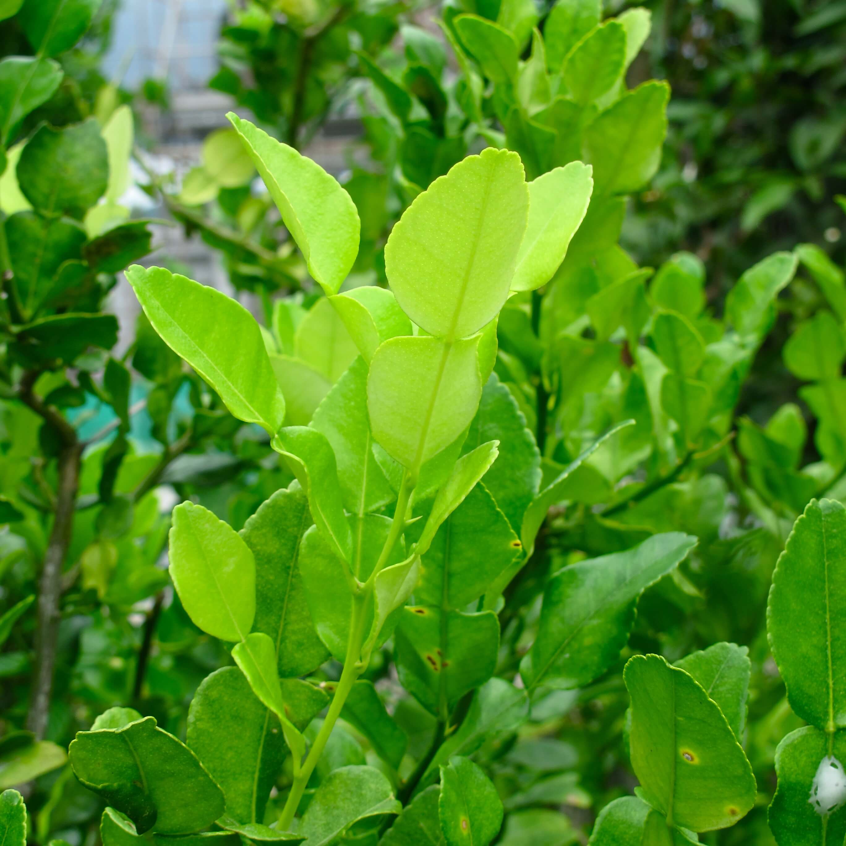 kaffir lime leaves