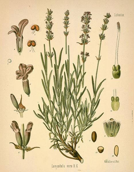 lavender