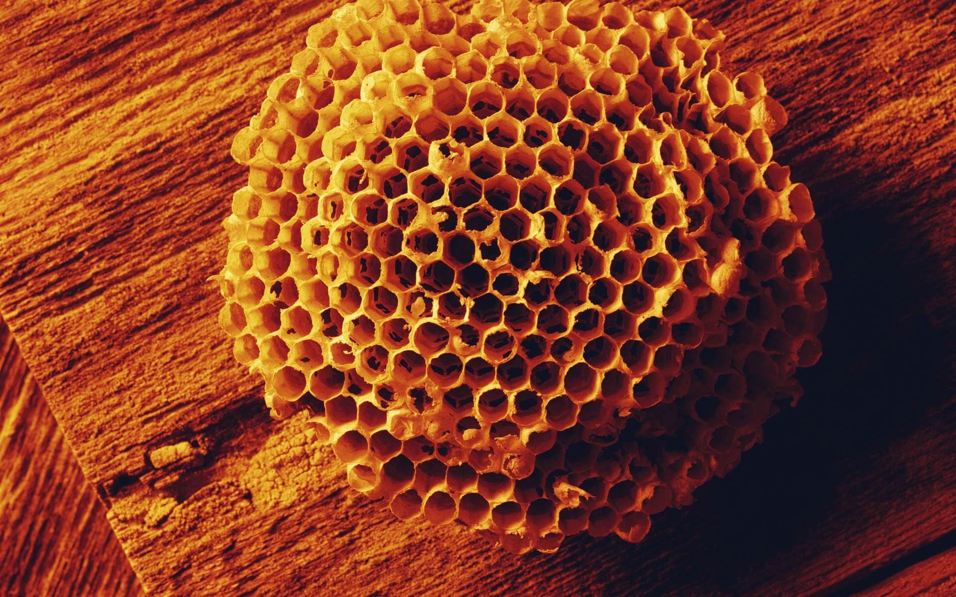 nature_wood_macro_honeycomb_1920x1200 honey gin botanical