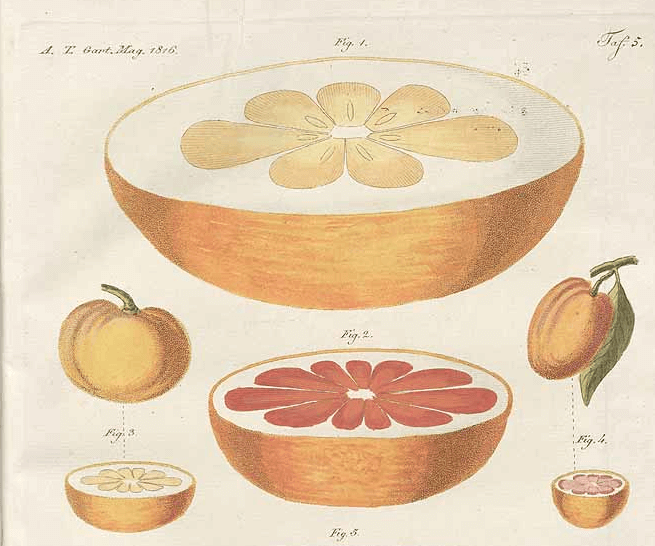 pinkgrapefruit pink grapefruit gin botanical