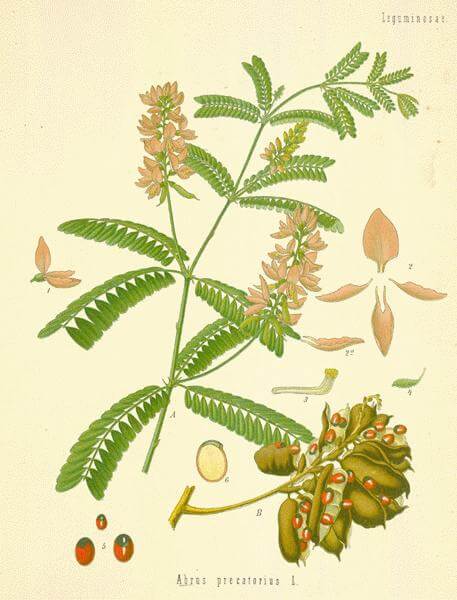 Liquorice root in gin