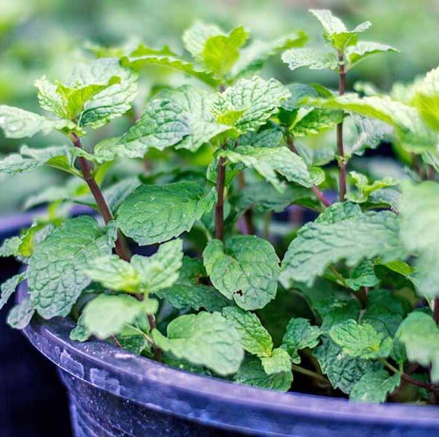 APPLE MINT APPLE MINT